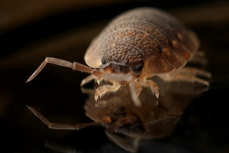How Much Does Bed Bug Treatment Cost?