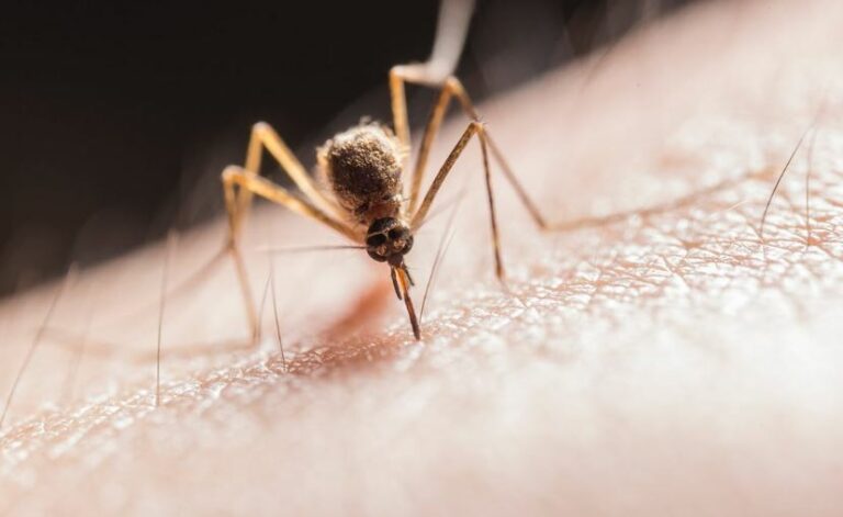 How to Lure a Mosquito? 15 Effective Ways To Kill