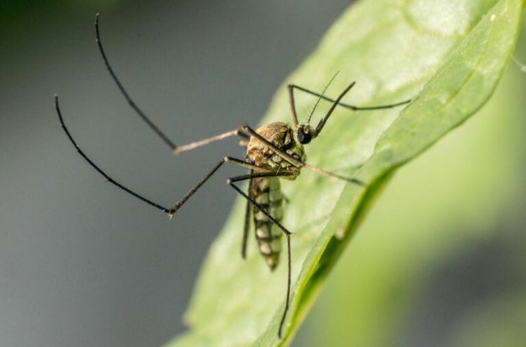 What Eats Mosquitoes