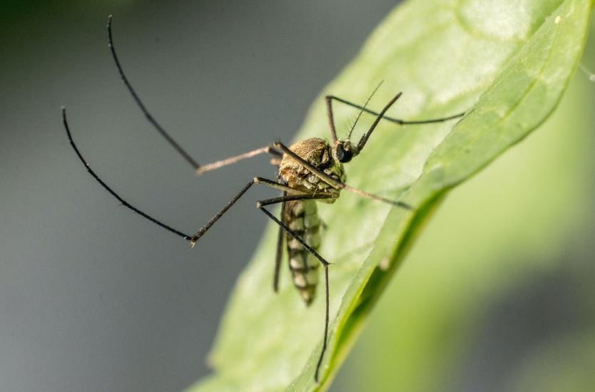What Animals Eat Mosquitoes? 13 Most Powerful Mosquito Predators!