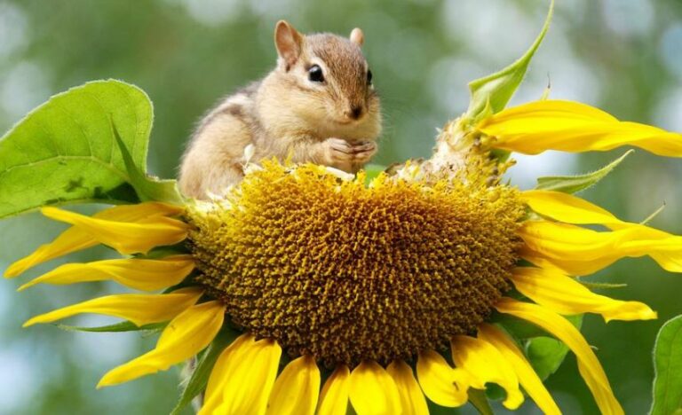 What Smells Do Chipmunks Hate? 18 Best Solutions!