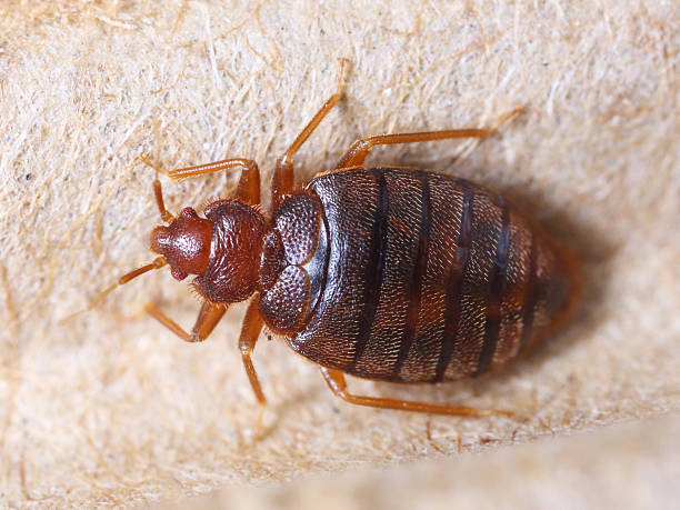 Can Bed Bugs Fly?