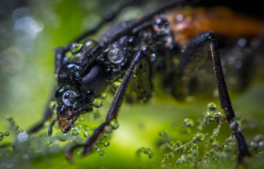 Do Water Bugs Like the Cold