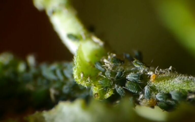 how to get rid of aphids permanently