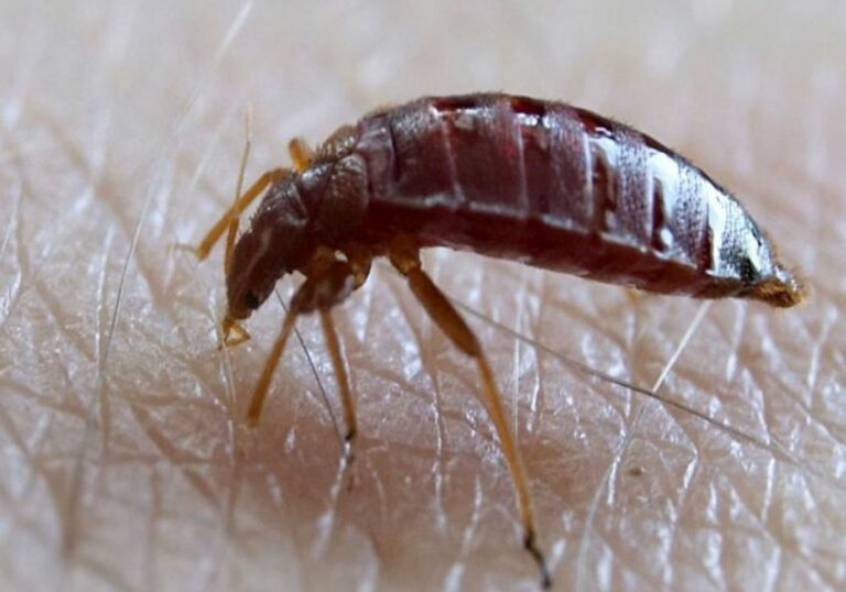 How to Find Bed Bugs During the Day?