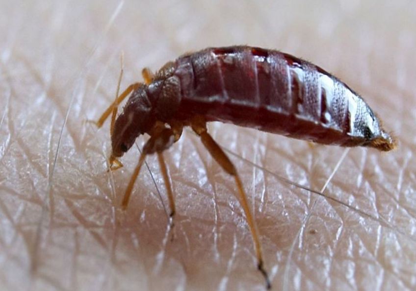 How To Find Bed Bugs During The Day? YLPC