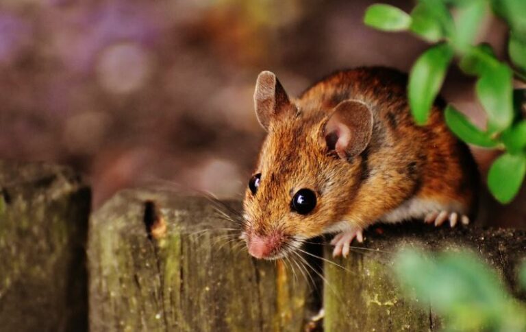 7 Best Mouse Poison that Kills without Odor