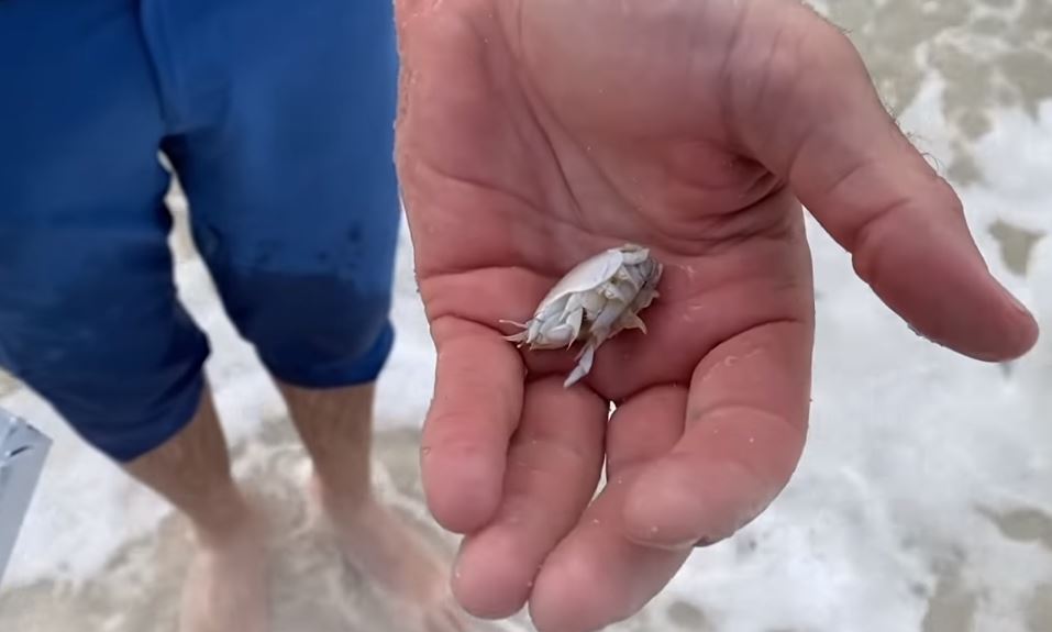 Do People Eat Sand Fleas Pest Phobia