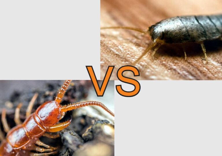 Silverfish vs Centipede!