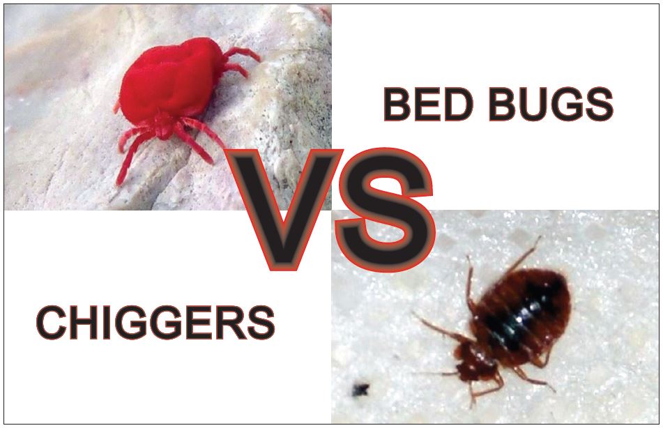 chigger bites vs bed bug bites