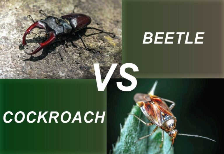 Cockroach vs Beetle – Who’s Winner?