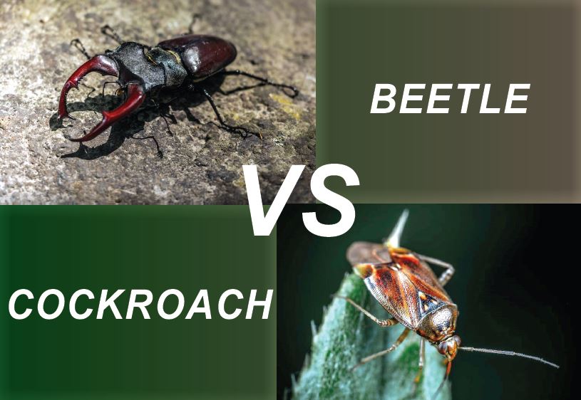 cockroach vs beetle