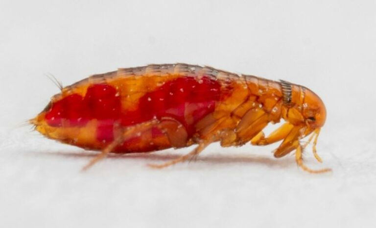 Does Lysol Kill Fleas?