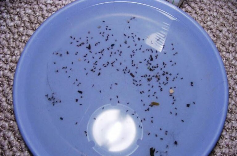 What Do Fleas Look Like To The Human Eye? YLPC