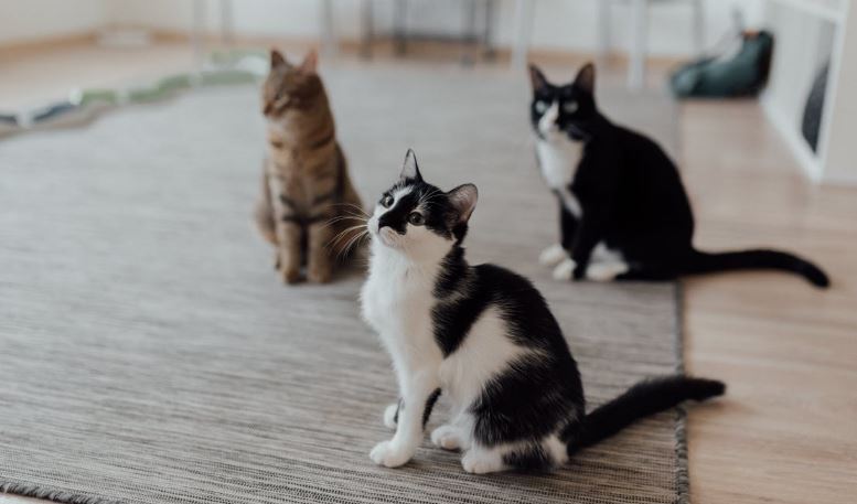 What to Do with Cats During Pest Control