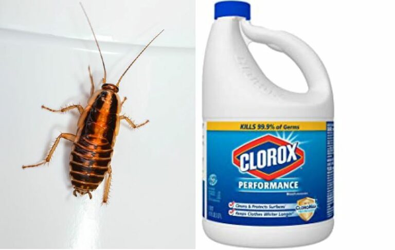 Does Bleach Kill Roaches?