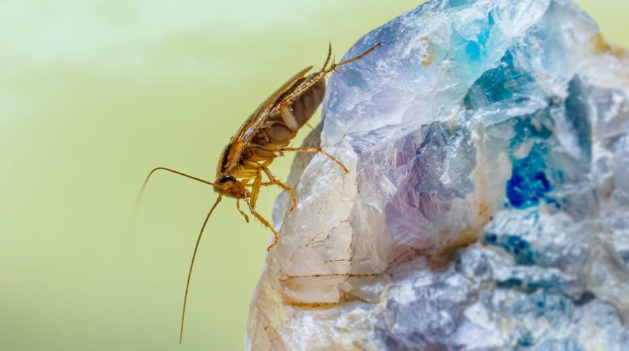 Does Bleach Kill Roaches? YLPC