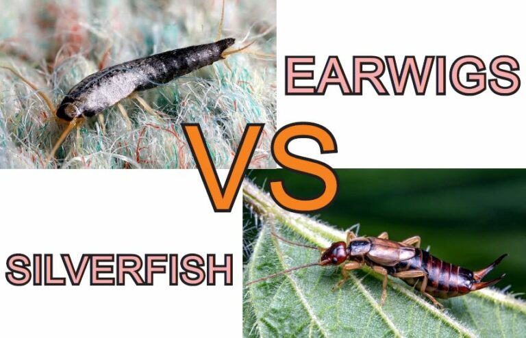 Silverfish vs Earwig! Top 12 Key differences!