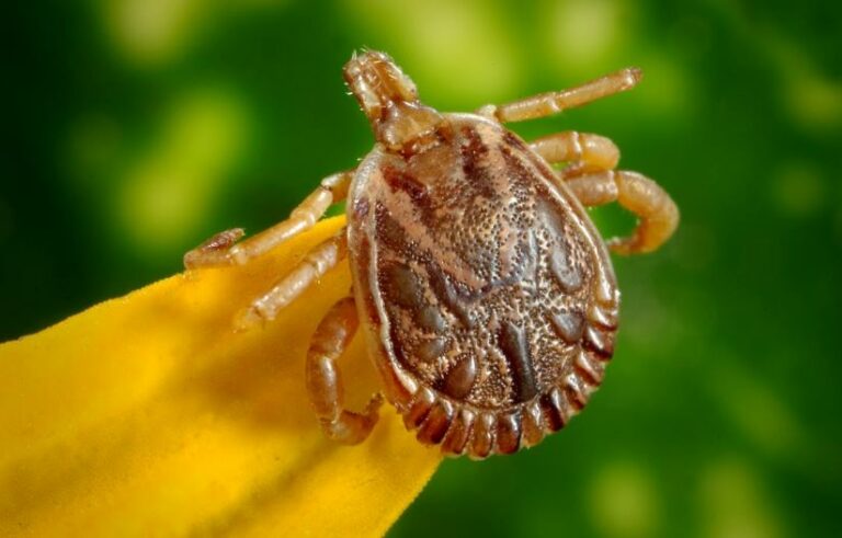 How Long Can a Tick Live without A Host?