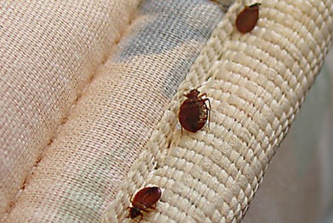 How Do Bed Bugs Get on You?