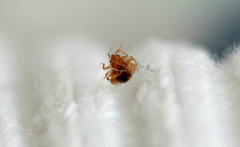 Top 15 Home Remedies for Bed Bugs