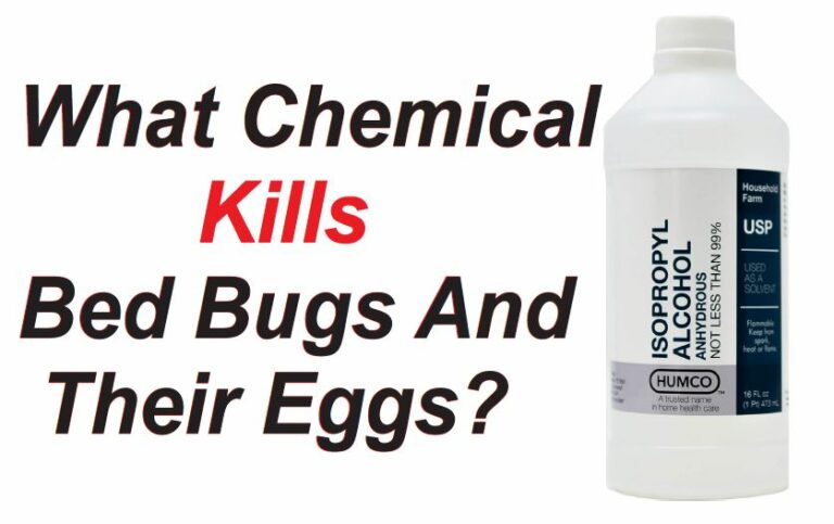 What Chemical Kills Bed Bugs and Their Eggs?