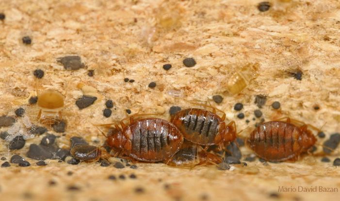 How to Get Rid of Bedbugs in Apartment