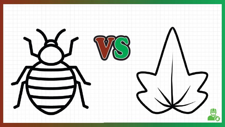 Bed Bug Bite Poison Ivy Rash: VS In 6 Points Explained!