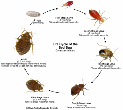 Bed Bug Life cycle