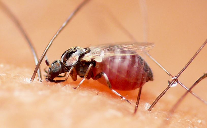 buffalo gnat bites pictures | Fruit Fly Gnat! AKA Small Diptera Family of Blackflies