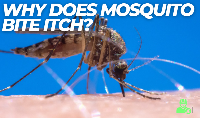 Why Are Mosquito Bites Itchy For Days