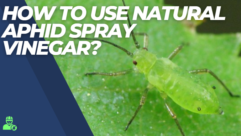 How To Use Natural Aphid Spray Vinegar?
