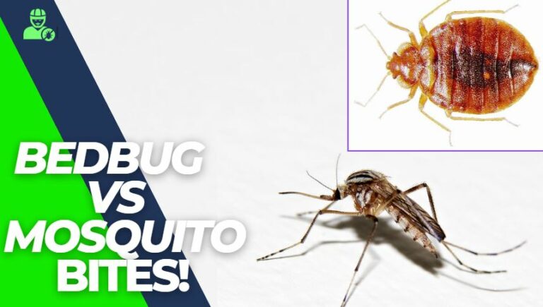 Bed Bug vs Mosquito Bites in 7 Points Explained!