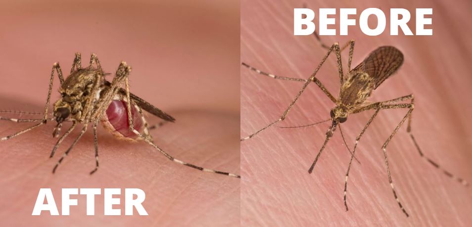 before and after condition of gnat bites pictures