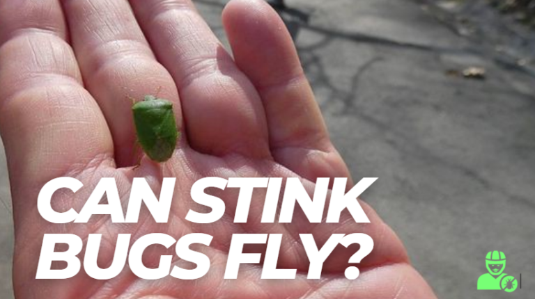 Do Stink Bugs Fly?