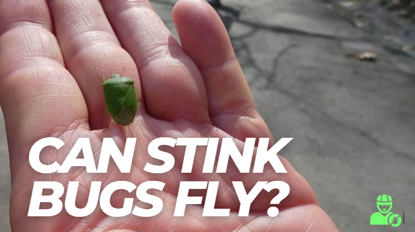 can stink bugs fly