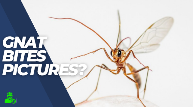 Top 10 Gnat Bites Pictures Explained!