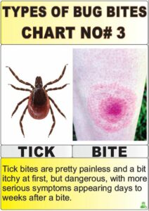 12 Most Harmful Types Of Bug Bites Chart Explained! | Y-L-P-C