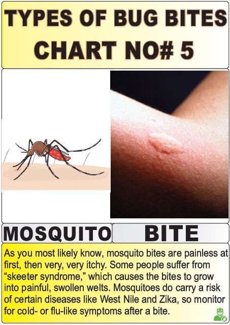 12 Most Harmful Types Of Bug Bites Chart Explained! | Y-L-P-C