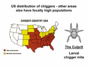 chiggers in florida