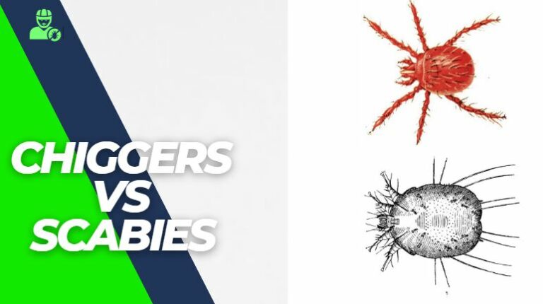 The Complete Guide to Chiggers Vs Scabies!
