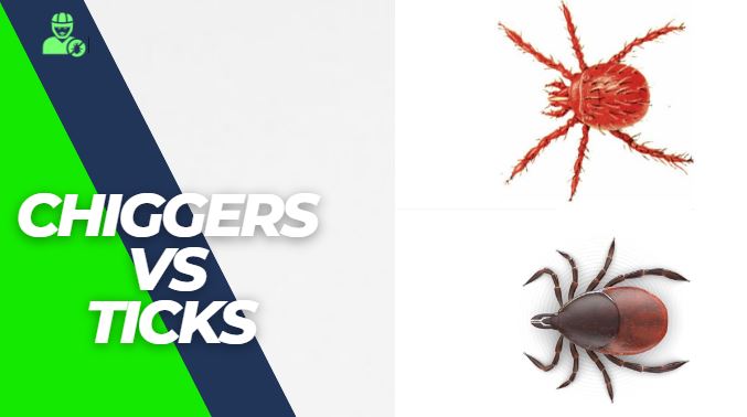 Chiggers vs Ticks – in 5 Important Points Explained!