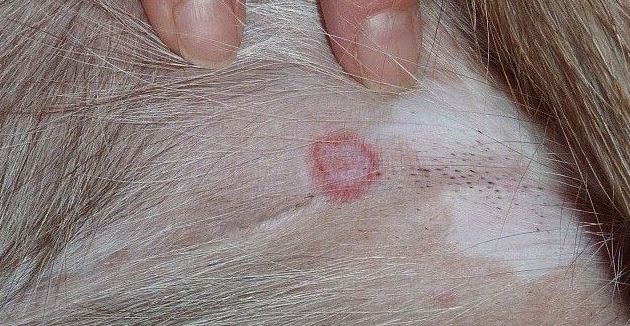 Pictures of Sand Flea Bites on Dogs