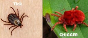 Chiggers Vs Ticks - In 5 Important Points Explained! | Y-L-P-C