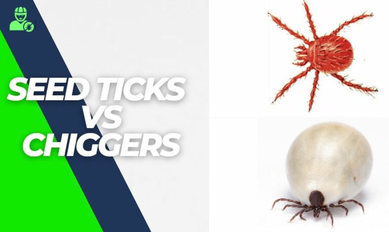 Seed Ticks vs Chiggers – in 5 Important Points Explained!