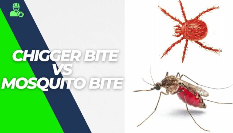Chigger Bite vs Mosquito Bite – in 5 Important Points Explained!