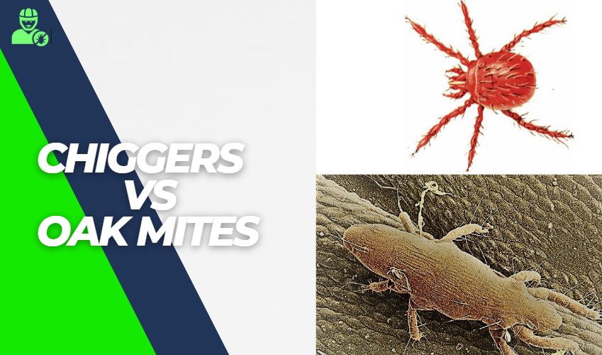 Oak Mites Vs Chiggers In 5 Important Points Explained! YLPC