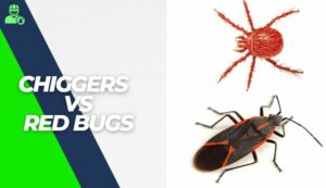 chiggers vs red bugs