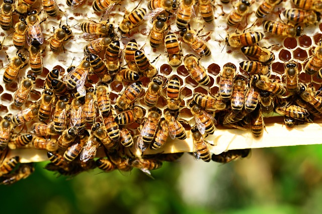 Hives vs Chigger Bites – in 5 Important Points Explained!