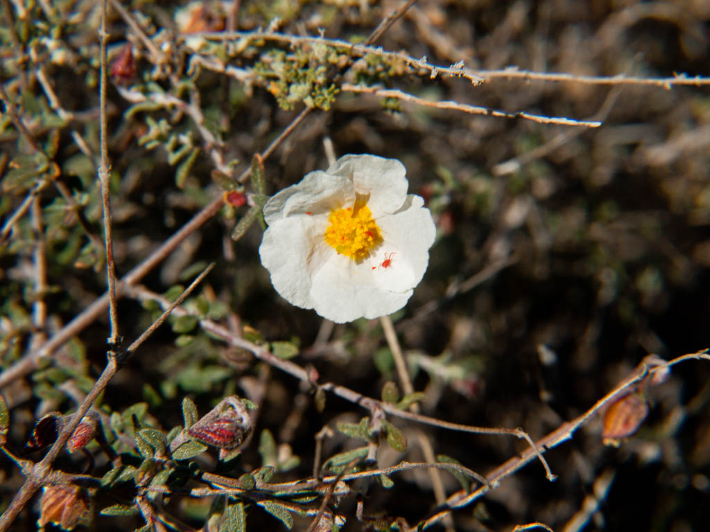 Chicken Pox Vs Chiggers In 5 Important Points Explained! YLPC